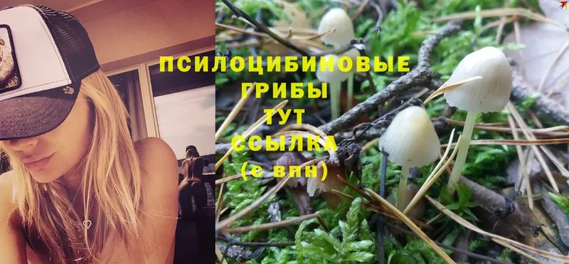 Галлюциногенные грибы Cubensis  где купить   Павлово 